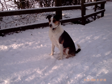 Www Churnet Valley Dog Training Www Churnet Valley Dog Training