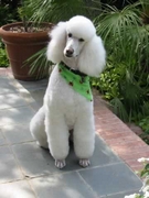 poodle