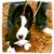 Puppy Classes