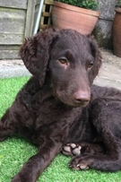 puppy choc lab