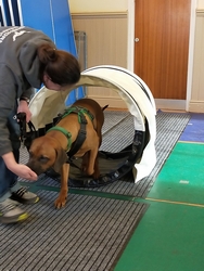 Training course for young puppies.